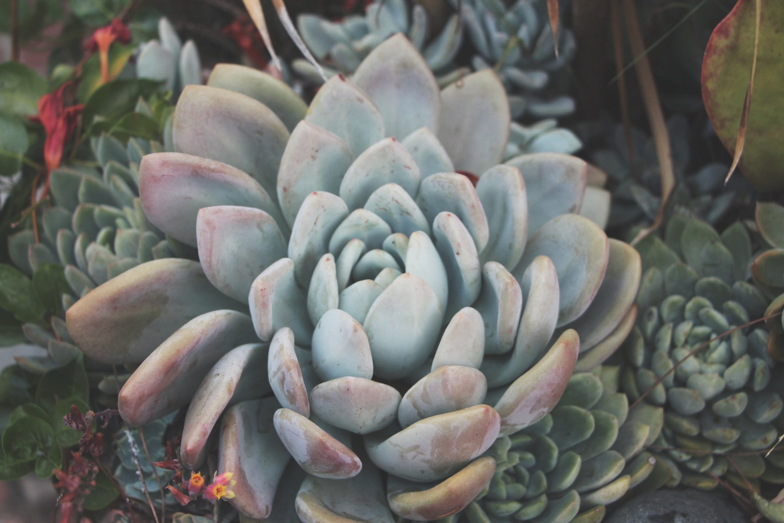 Cacti and Succulents in Old Town, CA via Needles + Leaves